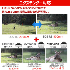 キヤノン 望遠ズームレンズ RFレンズ RF200-800mm F6.3-9 IS USM RF200800ISUSM-イメージ9