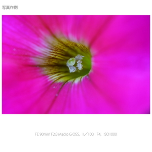 SONY デジタル一眼カメラα[Eマウント]用レンズ FE 90mm F2.8 Macro G OSS SEL90M28G-イメージ16