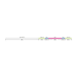 サンライン 磯スペシャル Osyare HG 150m 2.5号 FC736RF-イメージ3