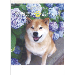 新日本カレンダー カレンダー 2025年版 柴犬まるとおさんぽ 2025CL393ｼﾊﾞｲﾇﾏﾙﾄｵｻﾝﾎﾟ-イメージ1