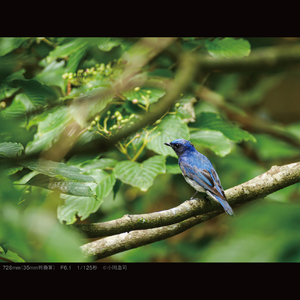 パナソニック 超望遠ズームレンズ LEICA DG VARIO-ELMAR 100-400mm / F4.0-6.3 II ASPH. / POWER O.I.S. H-RSA100400-イメージ8